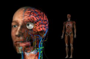 Diabetes Anatomy