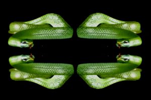 4 snakes in a frame